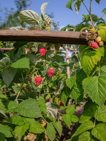 树莓树莓布什自然背景阳光明媚的一天日益增长的树莓的花园树莓树莓布什自然背景阳光明媚的一天