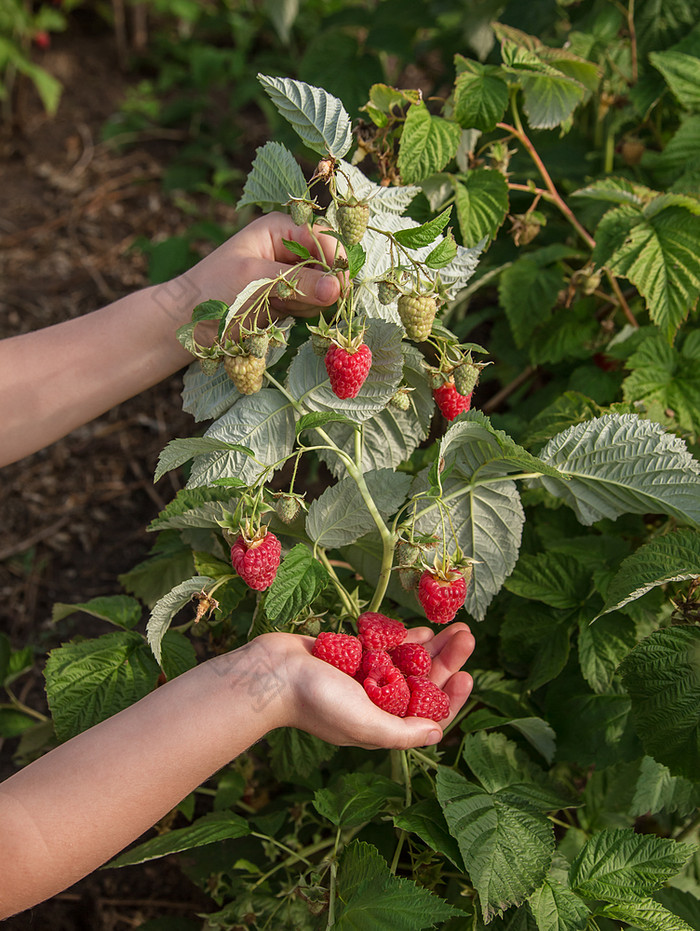挑选树莓女孩收集新鲜的水果有机树莓农场孩子们坐下来和选择浆果挑选树莓女孩收集新鲜的水果有机树莓农场
