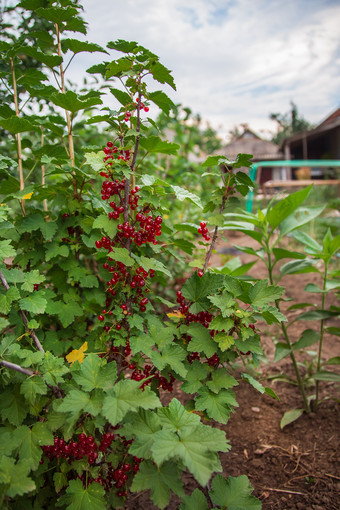 成熟的红色的醋栗分支布什浆果是准备好了为收获日益增长的有机水果的农场成熟的红色的醋栗分支布什浆果是准备好了为收获