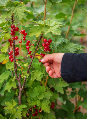 成熟的红色的醋栗分支布什浆果是准备好了为收获日益增长的有机水果的农场成熟的红色的醋栗分支布什浆果是准备好了为收获