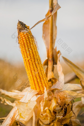 农业场哪一个成长和改变的颜色成熟的玉米照片采取特写镜头与小深度场秋天季节农业场哪一个成长和改变的颜色成熟的玉米
