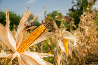 农业场哪一个成长和改变的颜色成熟的玉米照片采取特写镜头与小深度场秋天季节农业场哪一个成长和改变的颜色成熟的玉米