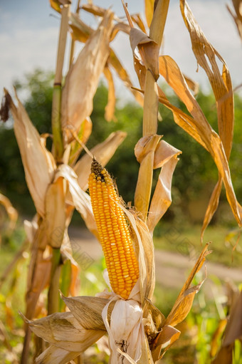 农业场哪一个<strong>成长</strong>和改变的颜色成熟的玉米<strong>照片</strong>采取特写镜头与小深度场秋天季节农业场哪一个<strong>成长</strong>和改变的颜色成熟的玉米