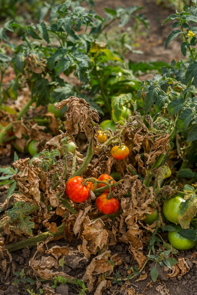 干西红柿坏收获令人不满意的结果日益增长的有机蔬菜损失农民干西红柿坏收获令人不满意的结果日益增长的有机蔬菜
