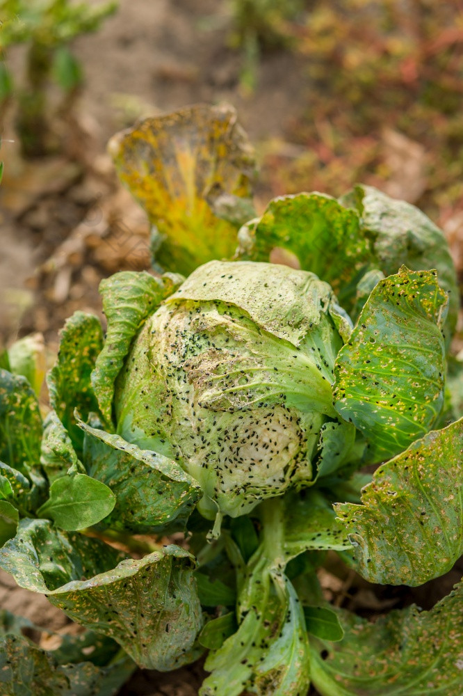 卷心菜吃蚜虫和害虫损失农业作物收益率卷心菜吃蚜虫和害虫损失作物收益率