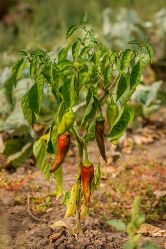 干贝尔胡椒坏收获令人不满意的结果日益增长的有机蔬菜损失农民干贝尔胡椒坏收获令人不满意的结果日益增长的有机蔬菜