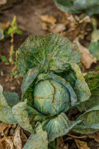 卷心菜吃蚜虫和害虫损失农业作物收益率卷心菜吃蚜虫和害虫损失作物收益率