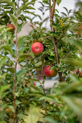 苹果的树的果园年轻的树培养有机水果苹果的树的果园年轻的树