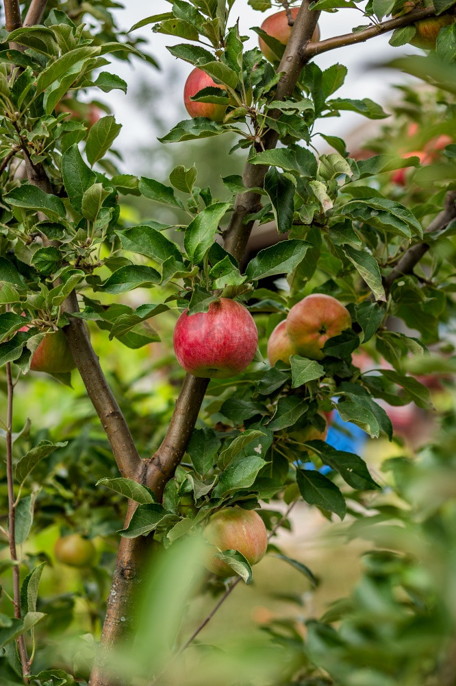 苹果的树的果园年轻的树培养有机水果苹果的树的果园年轻的树