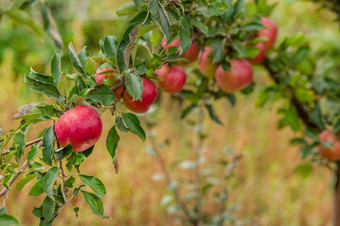 苹果的树的<strong>果园</strong>年轻的树培养有机水果苹果的树的<strong>果园</strong>年轻的树