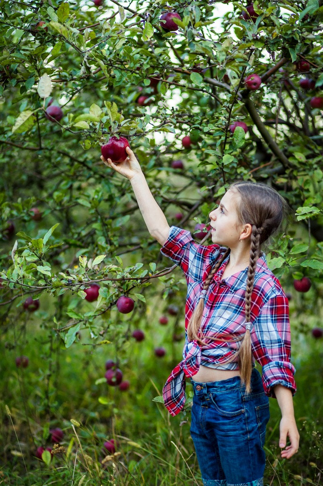 美丽的女孩与有机苹果的花园的概念收获美丽的女孩与有机苹果的花园