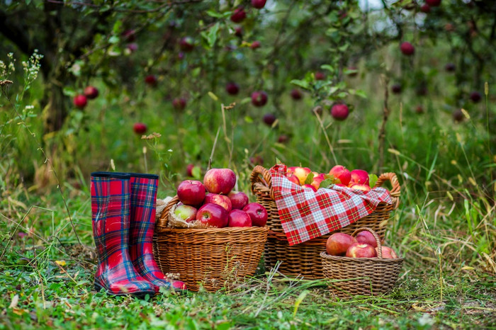 篮子与苹果的花园靴子收获苹果篮子与苹果的花园靴子