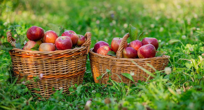 健康的有机成熟的苹果的篮子的绿色草的花园健康的有机成熟的苹果的篮子