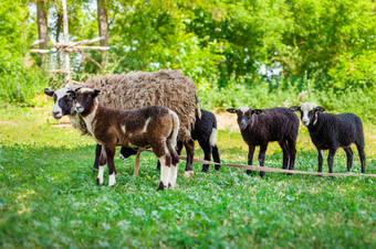 罗曼诺夫羊的绿色pastureromanovskaya羊和羊羔绿色牧场罗曼诺夫斯卡娅羊和羊羔