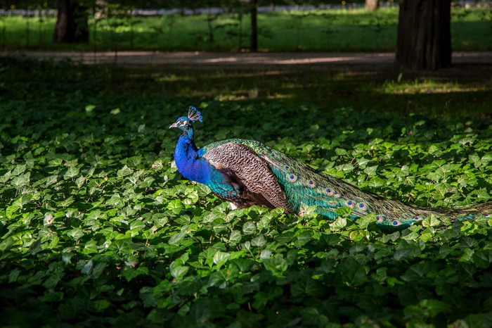 孔雀与关闭尾巴华沙拉赞基公园波兰孔雀与关闭尾巴