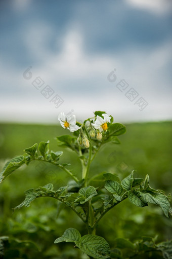 开花土豆的花园春天开花土<strong>豆花</strong>园