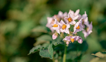 <strong>土豆</strong>花<strong>开花</strong>阳光成长植物白色盛开的<strong>土豆</strong>花农场场关闭有机蔬菜花<strong>开花</strong>增长花园不基因工程<strong>土豆</strong>花<strong>开花</strong>阳光成长植物白色盛开的<strong>土豆</strong>花农场场