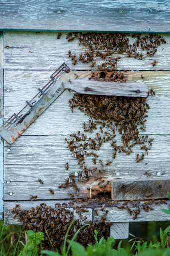 很多蜜蜂的入口蜂巢养蜂场忙蜜蜂关闭视图的工作蜜蜂木蜂巢和蜜蜂养蜂场群庇护从的风和与好保持很多蜜蜂的入口蜂巢养蜂场忙蜜蜂关闭视图的工作蜜蜂木蜂巢和蜜蜂
