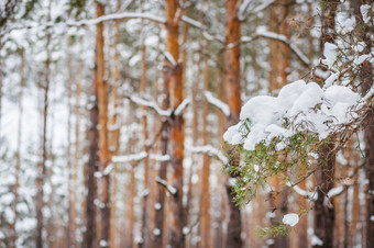 早....的森<strong>林</strong>雪覆盖松树的森<strong>林</strong>冬天全景的森<strong>林</strong>雪覆盖松树的森<strong>林</strong>冬天全景的森<strong>林</strong>