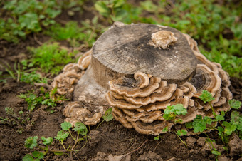 蘑菇生长老树树干集团大树真菌真菌parasitizes苔藓树树干蘑菇生长老树树干集团大树真菌真菌parasitizes