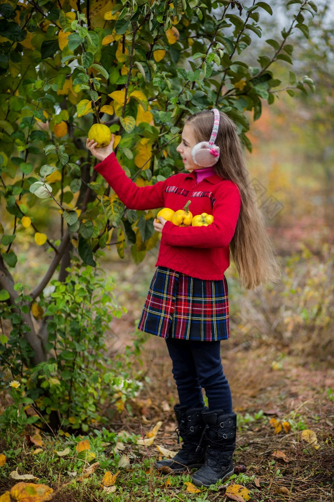 篮子完整的与首页种植榅桲从花园秋天收获收获的花园可爱的女孩需要的水果从的树