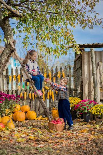 秋天收集苹果的农场孩子们收集水果的篮子户外有趣的为孩子们秋天收获苹果南瓜秋天收集苹果的农场孩子们收集水果的篮子户外有趣的为孩子们