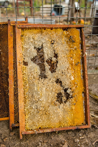 扑杀老面包框架从蜂蜜蜜蜂蜂巢与蜡蛾隧道和带子养蜂扑杀老面包框架从蜂蜜蜜蜂蜂巢与蜡蛾隧道和带子
