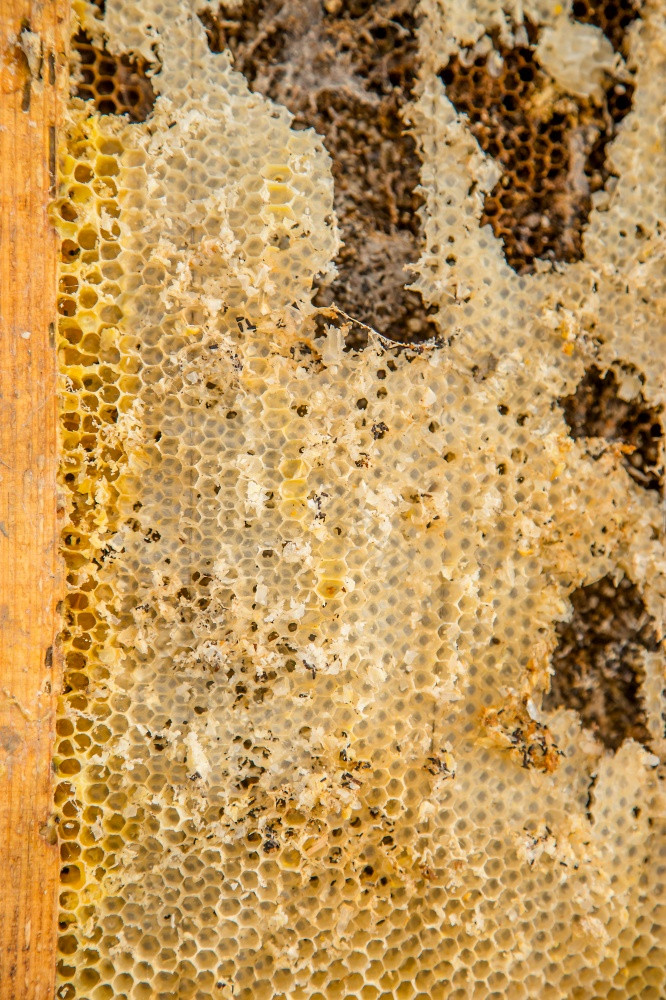 扑杀老面包框架从蜂蜜蜜蜂蜂巢与蜡蛾隧道和带子养蜂扑杀老面包框架从蜂蜜蜜蜂蜂巢与蜡蛾隧道和带子