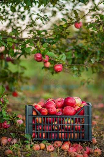 红色的苹果篮子和盒子的绿色草秋天果园苹果收获和挑选苹果农场秋天红色的苹果篮子和盒子的绿色草秋天果园