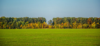 10月秋天的森林美丽的视图从的场金黄色的橙色和绿色树背景10月秋天的森林美丽的视图从的场金黄色的橙色和绿色树