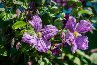 花朵铁线莲蓝紫色花铁线莲两个花花朵铁线莲蓝紫色花