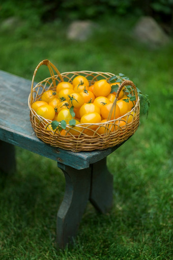 集团成熟的红色的和黄色的樱桃西红柿柳条篮子草集团成熟的红色的和黄色的樱桃西红柿