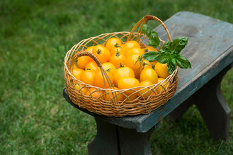 集团成熟的红色的和黄色的樱桃西红柿柳条篮子草集团成熟的红色的和黄色的樱桃西红柿