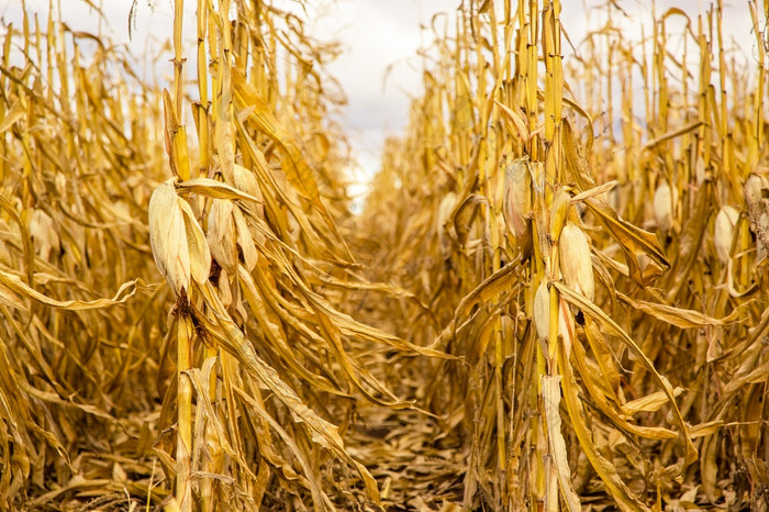 农业场与cornagricultural场与玉米收获黄色的场农业场与玉米