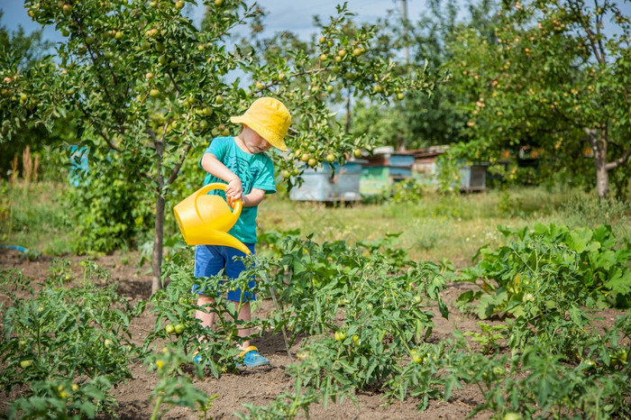 小男孩浇水的蔬菜花园小男孩浇水图片