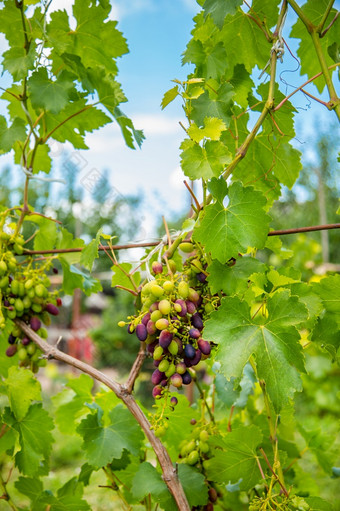 美味的多汁的葡萄是成熟的花园葡萄浆果是强大的抗氧化剂和源营养物质美味的多汁的葡萄是成熟的花园