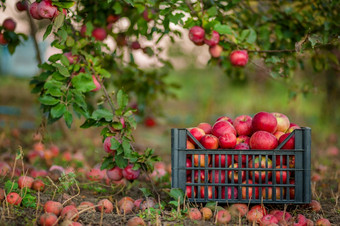 红色的苹<strong>果篮</strong>子和盒子的绿色草秋天果园苹果收获和挑选苹果农场秋天红色的苹<strong>果篮</strong>子和盒子的绿色草秋天果园