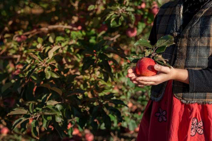 秋天收获苹果白色女手需要苹果从苹果树的传统的概念收集自然水果手工制作的秋天收获苹果白色女手需要苹果从苹果树