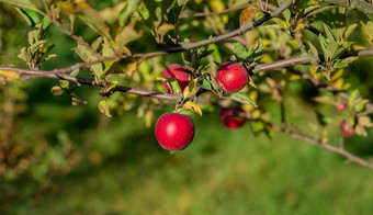 有机红色的苹果篮子下树的花园对模糊背景的结束中午阳光收获苹果的花园有机红色的苹果篮子下树的花园对模糊背景
