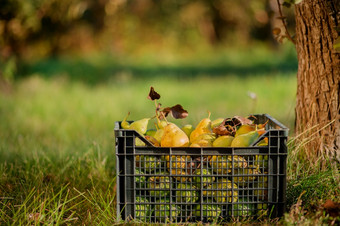 拥挤的盒子梨的花园收获秋天作物秋天品种梨拥挤的盒子梨的花园收获秋天作物