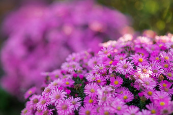 粉红色的紫色的花花束大布什菊花使雏菊紫罗兰色的菊花户外粉红色的紫色的花花束大布什菊花使雏菊