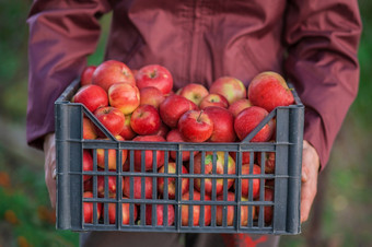 秋天收获红色的苹果篮子下树的花园模糊的背景的结束中午阳光挑选苹果的花园秋天收获红色的苹果篮子下树的花园模糊的背景