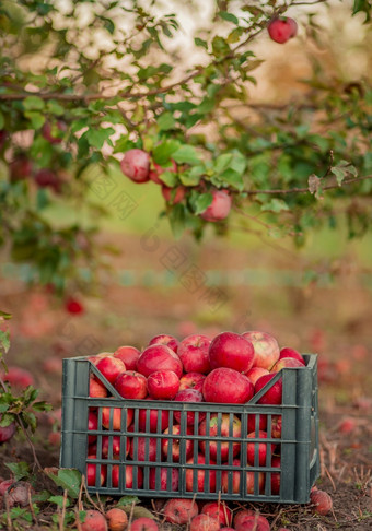 秋天作物红色的苹果篮子下树的花园模糊背景的结束中午阳光挑选苹果的花园秋天作物红色的苹果篮子下树的花园模糊背景