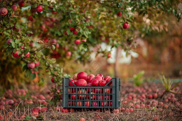 秋天作物红色的苹果篮子下树的花园模糊背景的结束中午阳光挑选苹果的花园秋天作物红色的苹果篮子下树的花园模糊背景