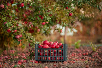 秋天作物红色的苹<strong>果篮</strong>子下树的花园模糊背景的结束中午阳光挑选苹果的花园秋天作物红色的苹<strong>果篮</strong>子下树的花园模糊背景