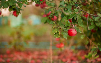 有机红色的苹果篮子下树的花园对模糊背景的<strong>结束</strong>中午阳光收获苹果的花园有机红色的苹果篮子下树的花园对模糊背景