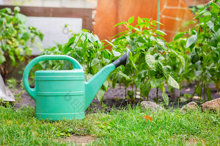 绿色浇水可以位于的花园附近的绿色花园种植辣椒绿色浇水可以位于的花园附近的绿色花园种植