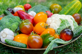 收获西红柿黄瓜辣椒和其他蔬菜从的花园收获有机蔬菜碗的草收获西红柿黄瓜辣椒和其他蔬菜从的花园