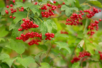 宏特写镜头美丽的红色的水果荚莲属的植物寻常的<strong>雪球</strong>树浆果秋天背景宏特写镜头美丽的红色的水果荚莲属的植物寻常的<strong>雪球</strong>树浆果