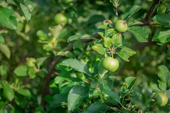 年轻的绿色苹果水果是挂树分支日益增长的有机水果的花园年轻的绿色苹果水果是挂树分支